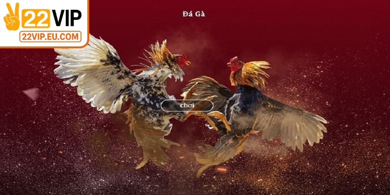 Đá gà mang đến kê thủ không gian sôi động tại sới đá