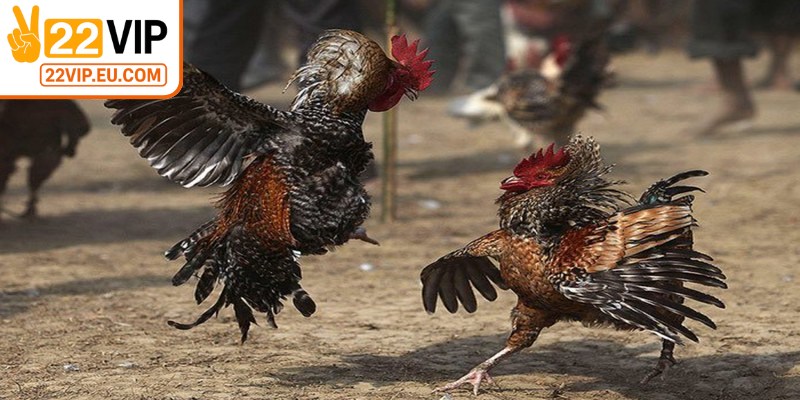 App đá gà trực tiếp là một ứng dụng di động giúp bạn theo dõi và đặt cược