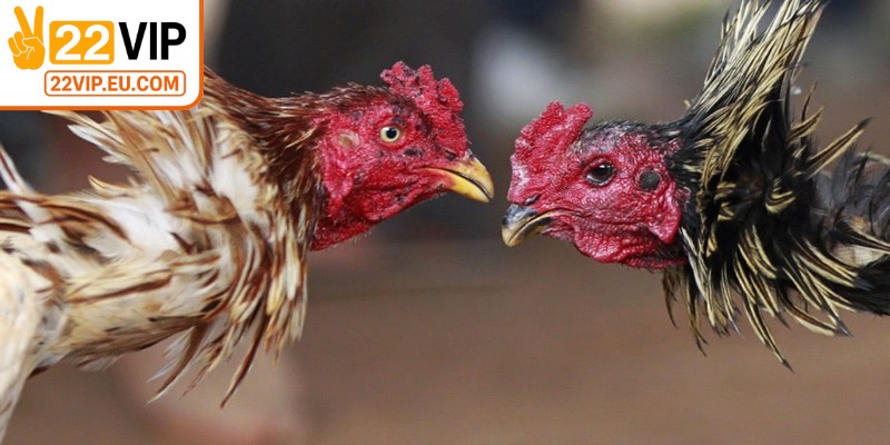 Trực tiếp từ đấu trường uy tín trên thế giới