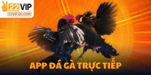 App Đá Gà Trực Tiếp