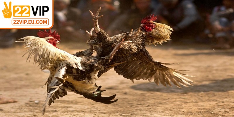 Đá gà 22VIP cho anh em cơ hội theo dõi những màn đọ cựa chân thực