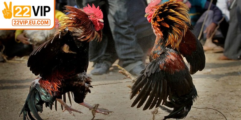 Tính minh bạch trong mọi trận đấu đảm bảo sự công bằng