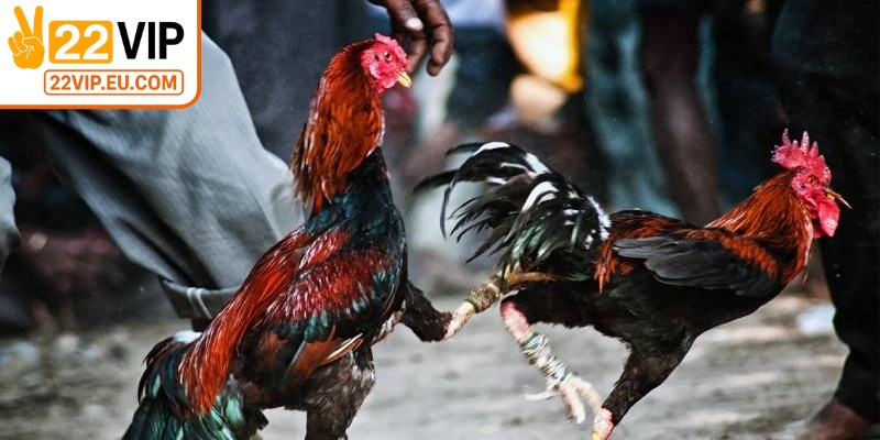 Chiến kê được trang bị cựa dao nhỏ, tăng độ kịch tính cho trận đấu