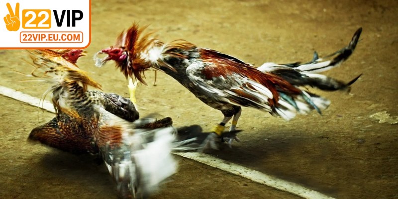 Đá gà đẳng cấp trực tuyến là hình thức cá cược trực tuyến trên nền tảng số