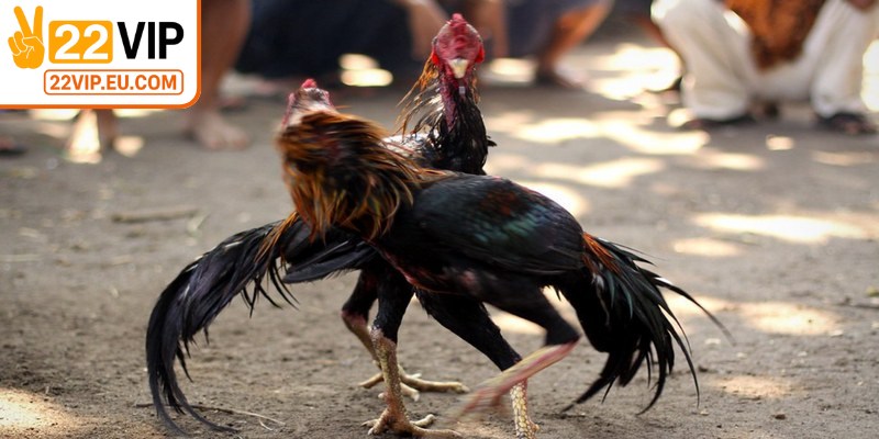 Theo dõi chiến thuật và kỹ năng của chiến kê