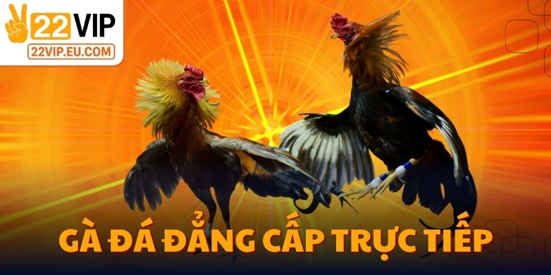 Đá Gà Đẳng Cấp Trực Tuyến