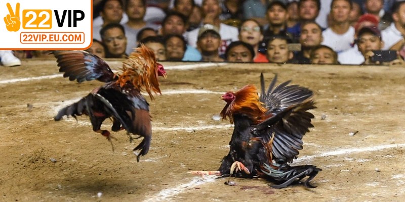 Trực tiếp đá gà Thomo là hình thức theo dõi trận đấu đá gà quan màn hình