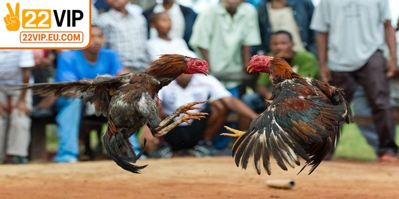 Theo dõi chiến thuật và kỹ năng của chiến kê