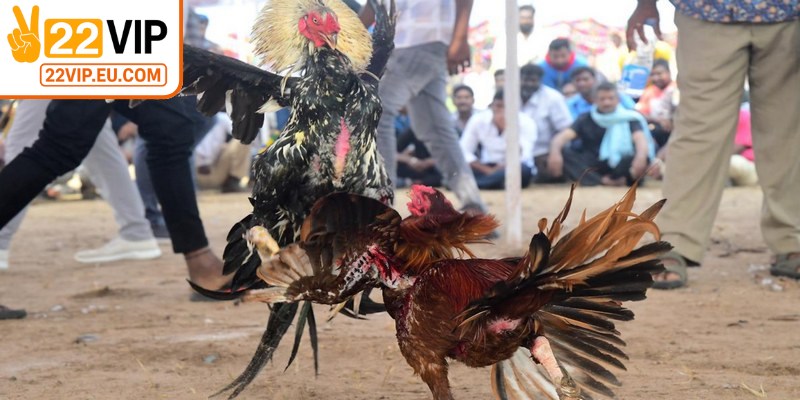 Một kết nối ổn định giúp bạn xem trận đấu đá gà liền mạch