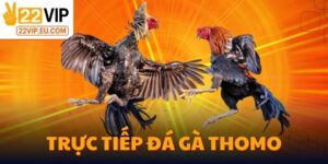 Trực Tiếp Đá Gà Thomo